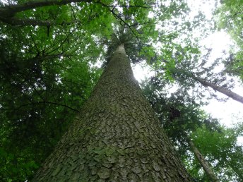 Wald- und Forstwirtschaft im 21. Jahrhundert